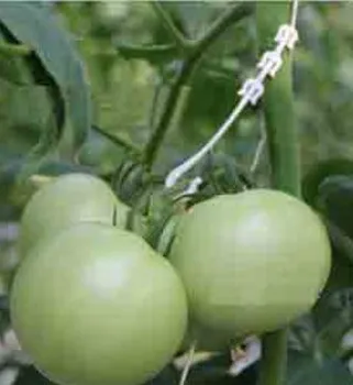 Tomato Hooks Supports