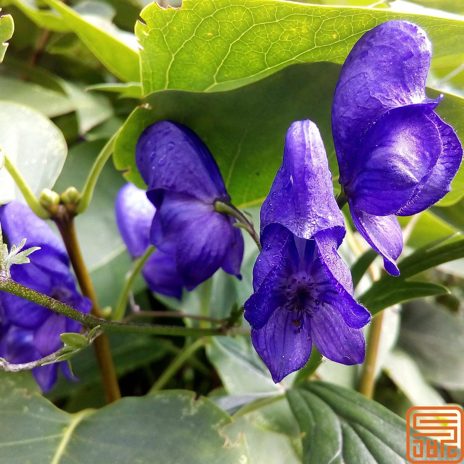 Extracto de skullcap baicalin 30%