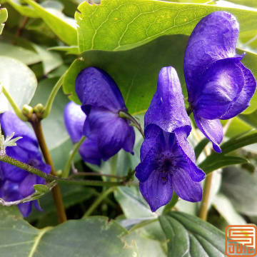 Skullcap Extract Baicalein 90%