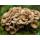 Best Maitake Mushroom Extract Powder 10:1