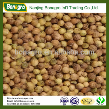 best quality coriander seeds for sell