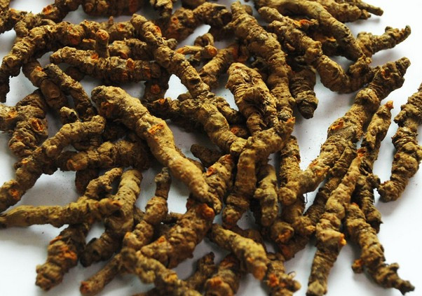 Raw Chinese Herbs Radix Coptics