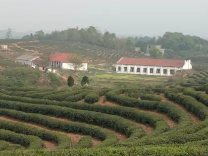 black tea