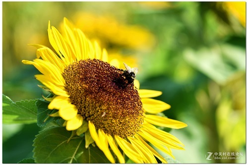 EU BIO CERTIFIED fresh organic sunflower honey