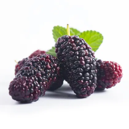 Wholesale organic mulberry powder
