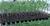 Plant Seedling Nursery Seed Tray