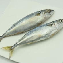 Frozen Pacific Mackerel 300 500 Seafood Product Fish