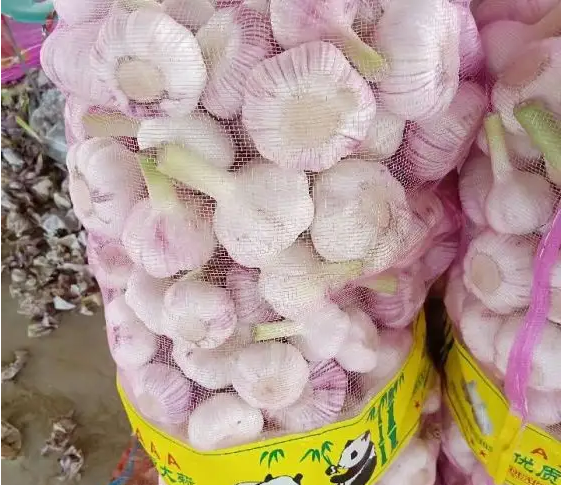 high quality fresh garlic in 2022