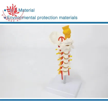 Medical Education and Clinical Pathology Teaching Demonstrations: Human Brain Stem and Cervical Models