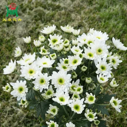Fasto White Spray Chrysanthemum