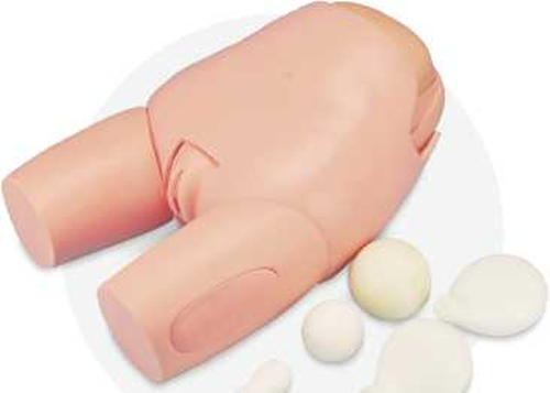 Advanced uterine fundus model