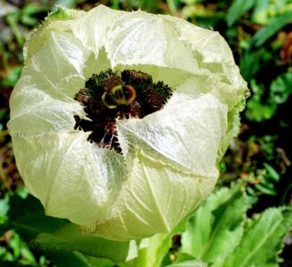 Herba Saussureae Involucratae xuelianhua Snow Lotus flower