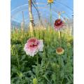 زهرة مغرفة الخطمي Scabiosa عالية الجودة لحفلات الزفاف