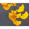 Ginkgo Blattpulver Ginkgo Biloba Foliumextrakt