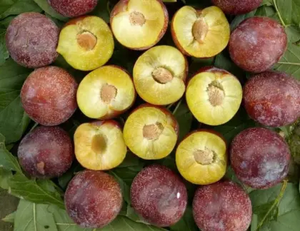 delicious fruit and veggie smoothies