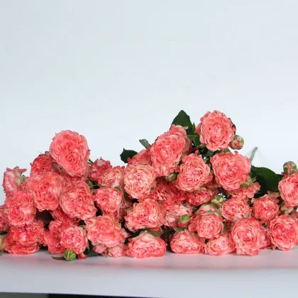 2022 Newest Wholesale Fresh Cut Flowers Spray Head Roses for Home Decoration