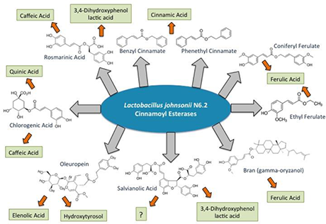 Lactobacillus Johnsonii