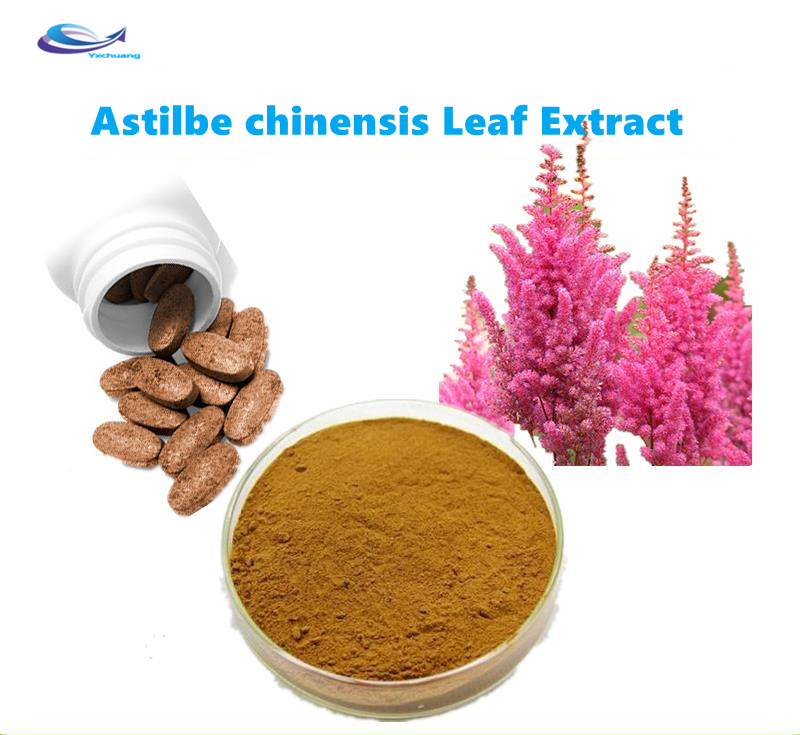 astilbe chinensis leaf extract good for