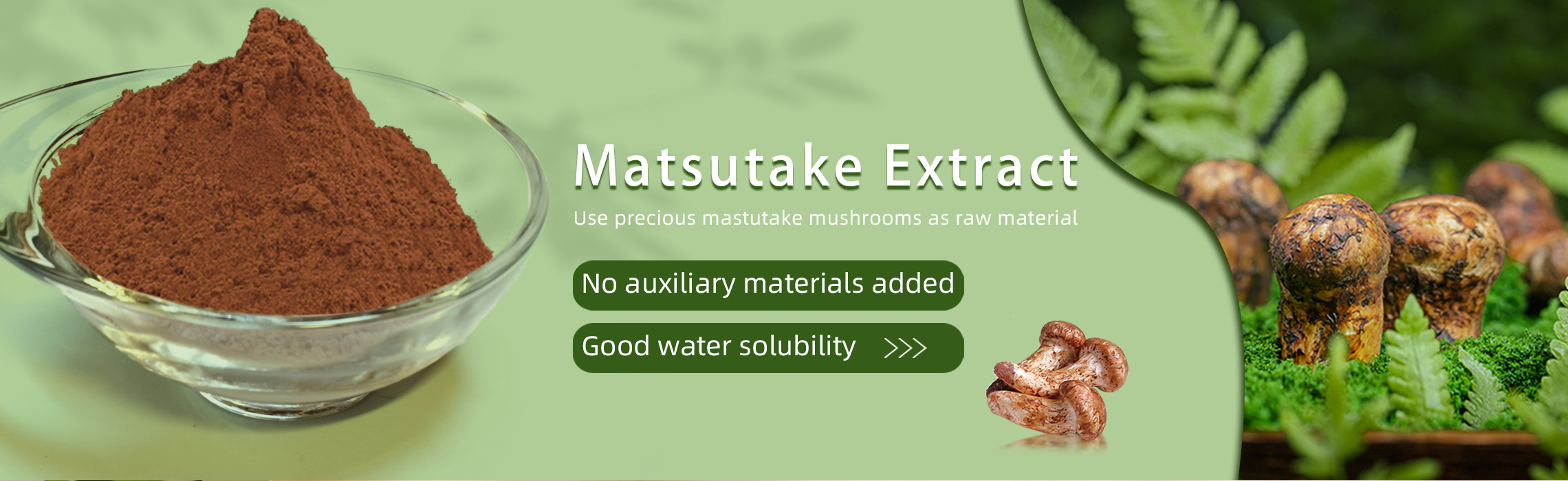 armillaria matsutake extract