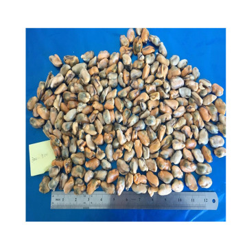 yummy frozen mussel meat top grade frozen mussel meat tasty and delicious frozen mussel meat