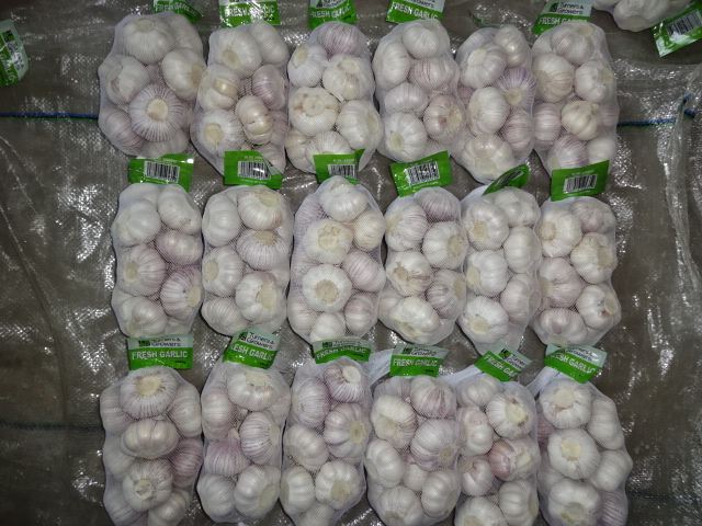 High Quality Crop 2019 Garlic