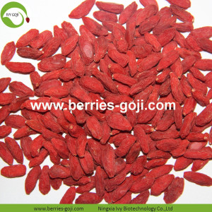 Gros Super Food Améliorer la vue Zhongning Wolfberry