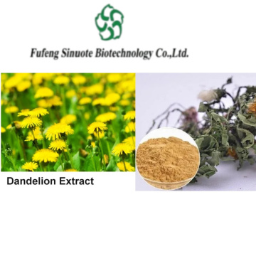 High-Quality Dandelion Extract for Digestive Support and Detox