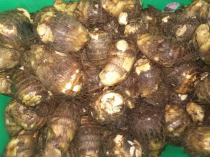 Best fresh taro for international marker