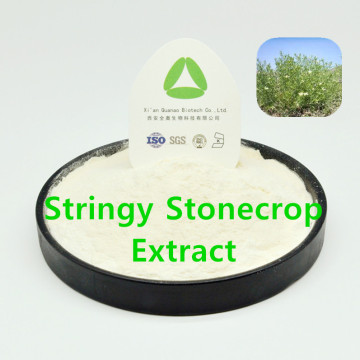 Stringy Stonecrop Extract Sarmentosin Powder Liver Health