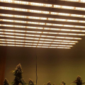 Grow Room Temp LED -kompletterande växande lampor