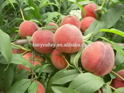 Fruit Tree Seeds Big Sweet Peach Seeds For Planting