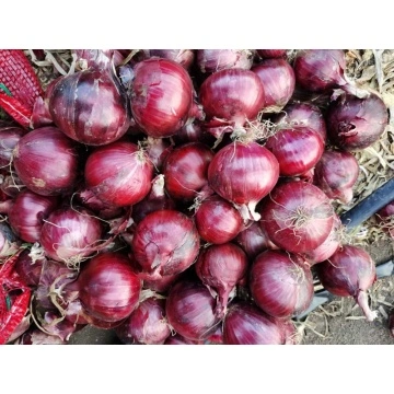 Fresh Red Onions Bulk Packing 20kg Mesh Bag - China Onion, Fresh Onion