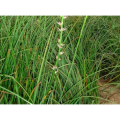 Rhizoma Anemarrhenae Extract