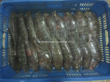 New Landing Tilapia 300-500g