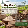 Bacillus mucilaginosus مسحوق بروبيوتيك للأسمدة الحيوية المطلقة للبوتاسيوم