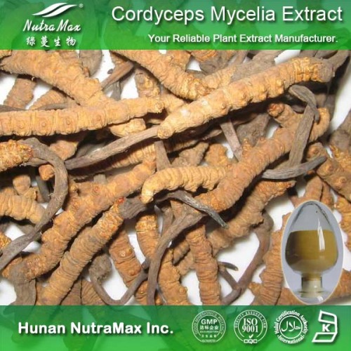 High Quality Cordyceps Mycelia Extract (Polysaccharides 10%~50%; Cordycepic acid 7%)