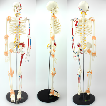 Modelo de coloración del músculo esquelético y numeración de ligamentos 180 cm