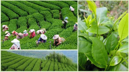 Precious High Mountan Tai Wan Jin Xuan Milk Oolon Tea