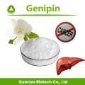 Anti-cáncer Gardenia Furit Extract Genipin 98% Powder