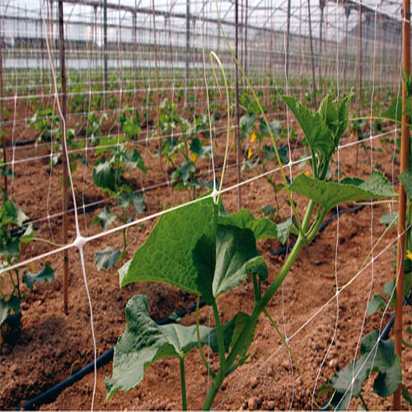 Rede de suporte de planta de escalada para vegetais