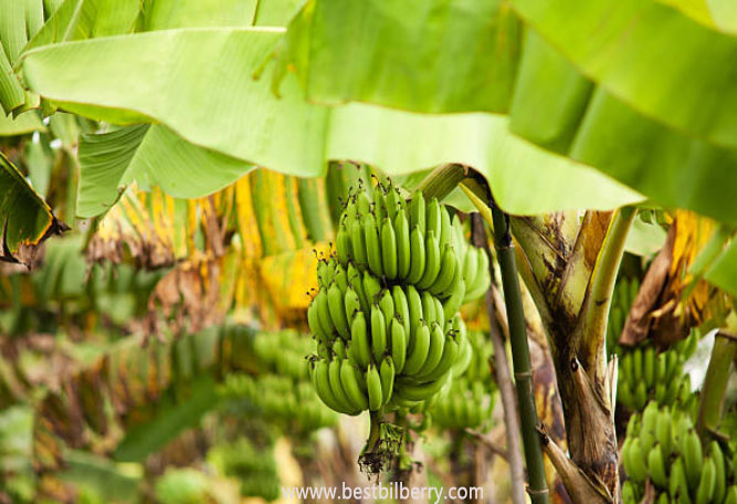 banana