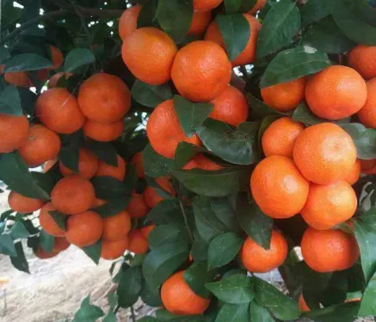 Citrus Fruits Extract Powder