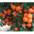 Citrus Fruits Extract Powder