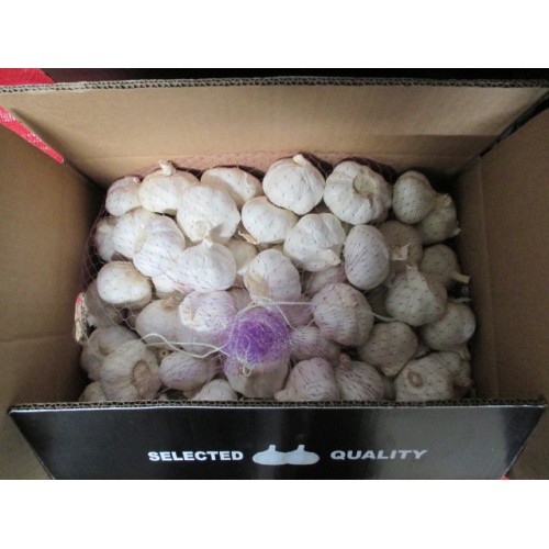 Best Quality 2020 Pure White Garlic