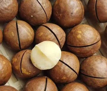 Natural Raw Crackable Macadamia Nuts In Shell