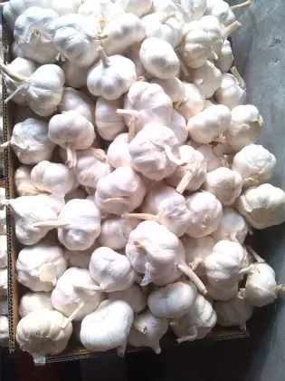 Real orgin jinxiang fresh garlic