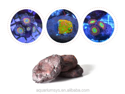 Coral Frag Discs with Ceramic Bases: Enhancing Your Aquarium's Coral Reef Display