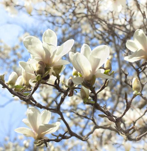 تأمین کارخانه روغن ماگنولیای ارگانیک با کیفیت بالا