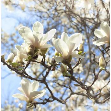 Suministro de fábrica Aceite de magnolia orgánica de alta calidad