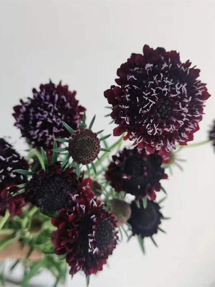 Black-Purple Scabiosa